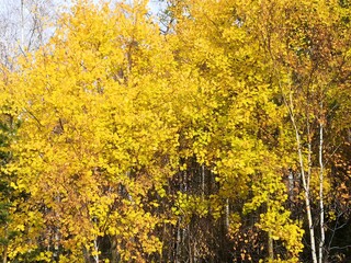 Fototapeta premium field of yellow flowers