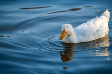 Rare white duck mutant on golden reflection water lake nature birds wild life