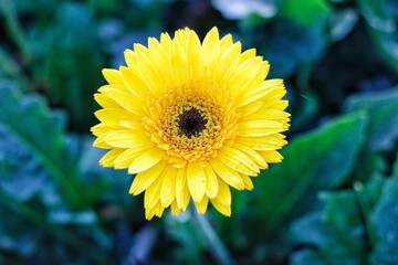 rainbow chrysanthemum