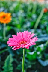 rainbow chrysanthemum