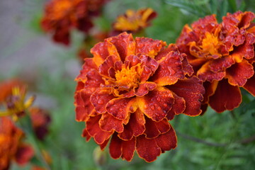 tagetes