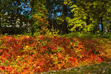 Autumn colors of the city park.