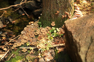 mushrooms tree trunk