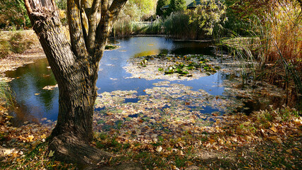Beautiful autumn pond with water lilies in Hungary