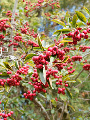 Fruits rouges brillant et feuilles vert-brillant d'aubépine ergot de Coq (Crataegus crus-galli)
