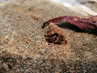 Hermit crab on the sand