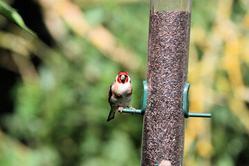 A Goldfinch on a Bird Feeder