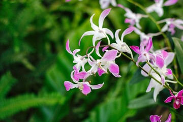 Orchid flower