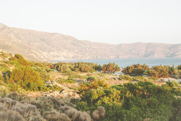 Fototapeta premium Wild beach nature, mediterranean sea. Mountains, shrubs, spruce and needles.