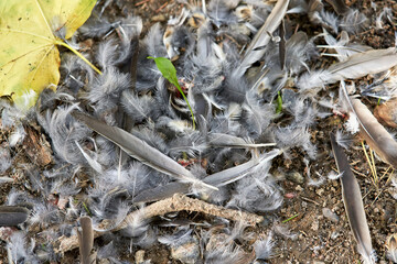 Gray bird feathers are scattered on the ground