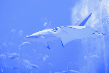 Great stingray and shark in aquarium. Discover underwater world and its inhabitants. Blue water. 
