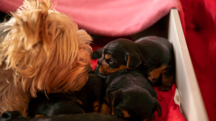 Young two week old puppy, exploring the world	
