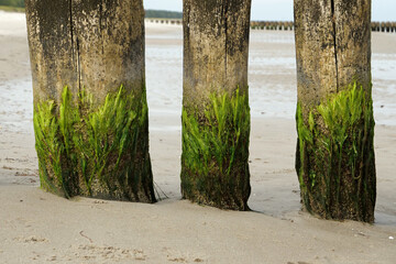 Close-up of beautiful algae flowers / tang on three wooden piles of a spur dyke at the Baltic Sea...