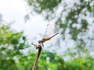 dragonfly resting on a branch