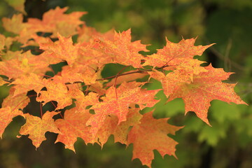 maple leaves in autumn