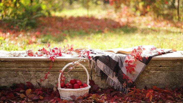 Autumn garden. On the stone bench there is a blanket, pillows, a basket of apples and a burgundy hat with rubber boots.