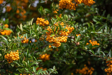 Feuerdorn Busch mit orangenen Beeren und Blättern