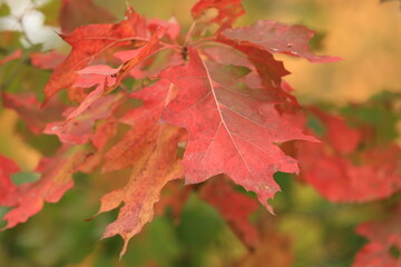 leaves in autumn
