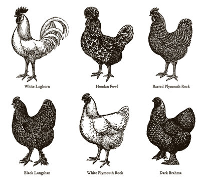 Group of chickens from different breeds with names, after antique illustrations from early 20th century