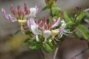 caprifolium