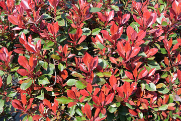 Background: beautiful red and red leaves and branches of a photinia plant