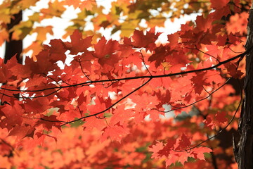 red leaves in autumn