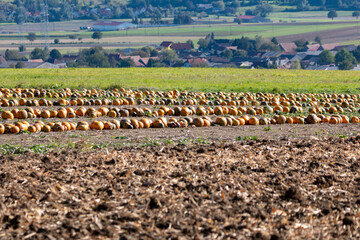 Fototapeta premium pumpkins on a field
