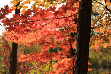 autumn leaves in the park