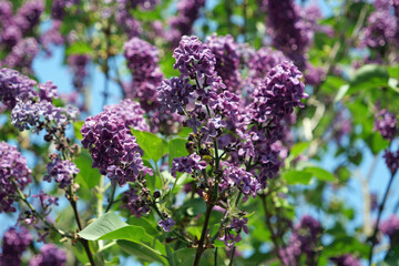 Obraz premium Close-up of the blossoms of a blooming common purple lilac (syringa vulgaris) plant
