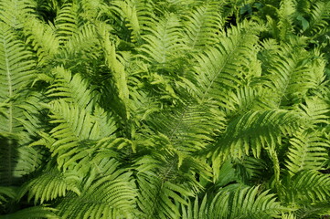 A beautiful photo of a green fern, can be used as a background. Sunny day, natural light. Fresh green ferns frond forest plant leaves summer 