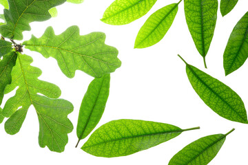 Green leaves on white background