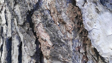 pine woods and wood textures