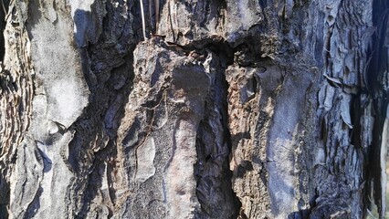 pine woods and wood textures