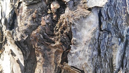 pine woods and wood textures