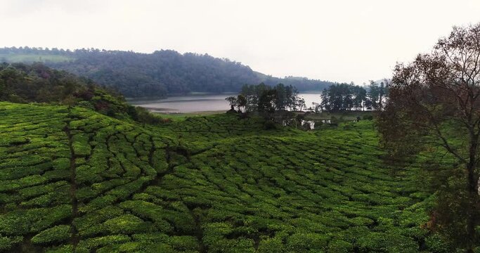 A Beautiful Lake Situ Patenggang And Tea Plantation From Above By Drone