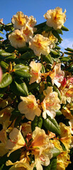 Close-up of a group of beautifully open and blooming yellow orange blossoms of a Gold Prinz Miyama Rhododendron Yakusimanum bush