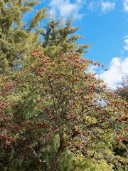 (Crataegus crus-galli) Aubépine ergot de coq ou de virginie au port arrondi, baies rouges sur rameaux épineux au feuillage vert-brillant