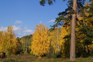 autumn forest trees landscape nature Pine Birch tree wood