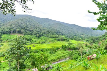 Fototapeta na wymiar Terraced Rice Fields Near Bo Kluea District in Nan Province, Thailand
