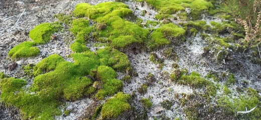 moss on the stone