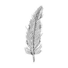 Bird feather. Isolated object on white. Vector illustration. Hand-drawn style.