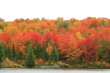 autumn landscape with trees