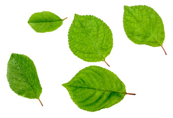 The leaves of hazelnut isolated on white, top view