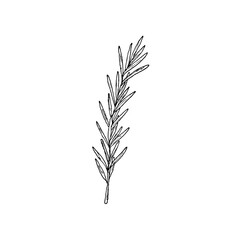 Rosemary branch. Vector illustration. Isolated. Hand-drawn style.