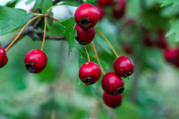 głóg roślina macro czerwony zieleń