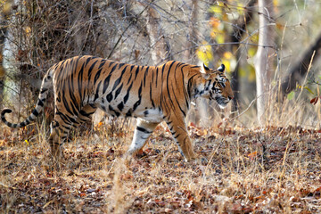Fototapeta na wymiar Tiger walking in the jungle of Bandhavgarh National Park in India