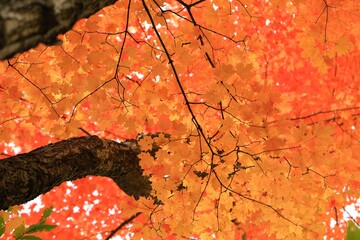 autumn leaves on the tree
