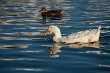 Rare white duck mutant on golden reflection water lake nature birds wild life