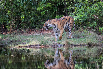 Fototapeta na wymiar Tiger walking on the shore of a small lake in Bandhavgarh National Park in India