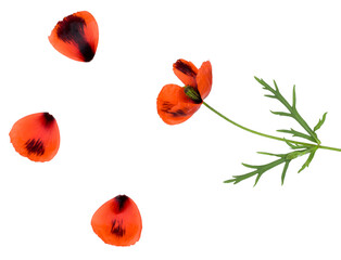 Poppy isolated on white background, top view